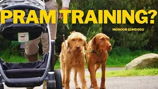 Train Your Dog To Walk BESIDE A Pram Or Mobility Scooter