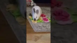 Betty bunny snuffles for treats