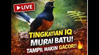 🔴 LIVE PANCINGAN PAGI‼️ MURAI BATU NGEROL TANPA HENTI ANTI