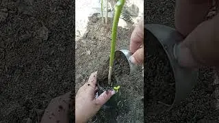 Add soil so that the eggplant roots grow more. #gardening #gardeningtips
