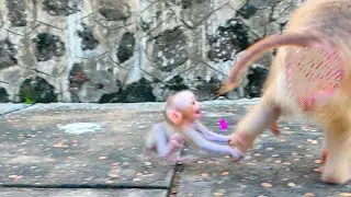 Pity...tiny baby monkey MARCO ask his mom MONNY Why do you go don't take me like this?