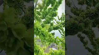 Elm Seeds&mdash;A Bite That Captures the Entire Spring! 🌿💰#shorts
