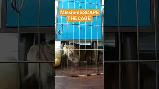 Mission! Escape the cage! #shorts #dachshund