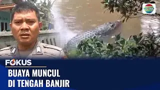 Buaya Muncul Di Tengah Banjir | Fokus