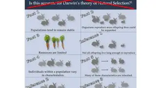 Ch. 21 Evolution misconceptions