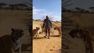 Terrifying Safari Encounter: Tigers Attack a Man in Spiked Armor