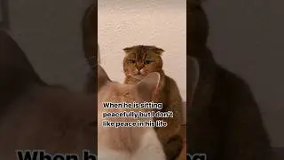 If you laugh, you restart pt 365 | #memes