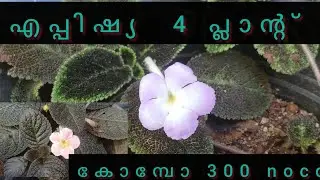Episcia   plant combo offer 300 4 veriaty #rahilakpz #viraham #plants #newtrending
