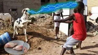Urgent Tabaski 2021 : Ay khalé youy kheuthio khourou khar...🤣🤣