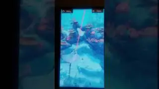 How to catch a spotted eagle ray in nintendo labo fishing