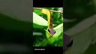 Unique Defence techniques used by insects #defence #nature #insects