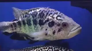 Parachromis managuense aka Jaguar Cichlids