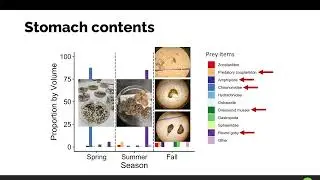 LOC 24 Lake Whitefish Research: New Findings on Diet and Habitat Use