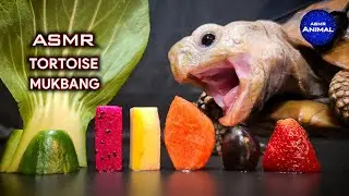 Relaxing ASMR Mukbang Eating Food 🐢 Turtle Tortoise 146