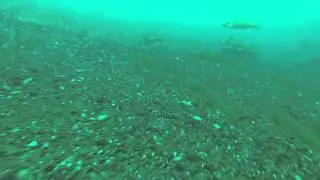 Drifting w/ Walleye & Bass in St. Clair River