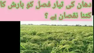 Rice Milking Stage |Irri Fine Variety|ShahidAgrarian