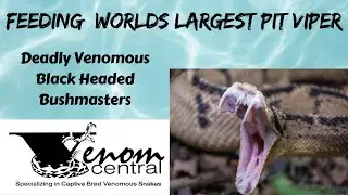 Feeding Black Headed Bushmaster | Worlds Largest Pit Viper