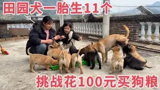 田园犬一胎生11个，小狗不吃母乳要吃肉，花100元去赶集买狗粮，看看能买回多少肉