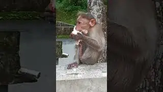 Eating in fear of someone coming. monkey. macaca. macaco. monyet. macaque. primates. bandar.kurangan