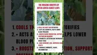 The Amazing Benefits of Katuk Leaves (Sweet Leaf):