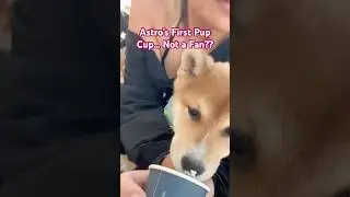 First pup cup ever&hellip; took a few licks and gave me the not impressed look. #ShibaInu #dogshorts