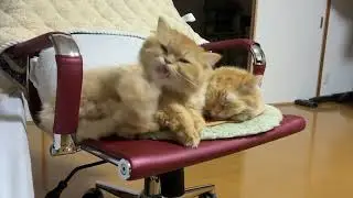 のんびり双子猫