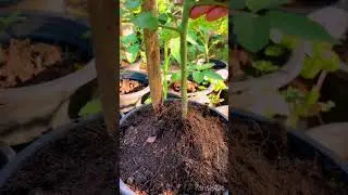 #agriculture #croppingsystem #cropimprovement #cropmanagement #garden #activities #croprotation