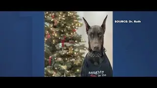 Gift Guide 2021: Dr. Ruth Pet Vet shares gift ideas for furry friends