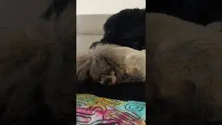Dog curled up sleeping #cute #dog #puppy #doglife #cutedog