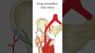 deep circumflex iliac artery