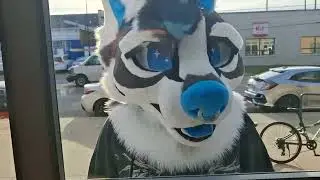 Fizzy fox shenanigans 1
