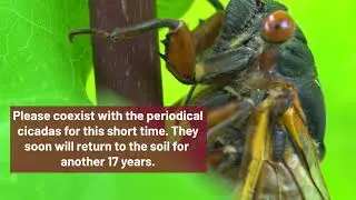 UMass Extension's InsectXaminer Episode 6: Periodical Cicadas