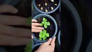 Fun Way to Get Kids Eating Healthy #eating #healthy #kids #shortsvideo