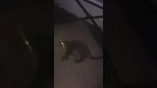 Cat has laser eyes laser beams are shooting out of the eyes!!!