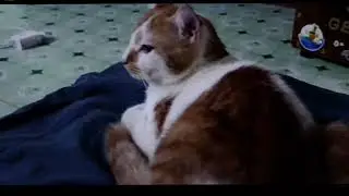 4K HDR 60FPS Fuko Cat Cinematic - This Orange And White Cat Is Extremely Cute #cats #cat