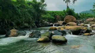 Relaxing River Flow in a Tranquil Forest &ndash; White Noise for Studying, Meditating, and Deep Sleep