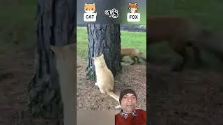 Cat&rsquo;s Mood Swing vs Dog&rsquo;s Smile!#cat