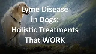 Best Holistic Treatment for Lyme Disease in Dogs -- Denver CO -- Dr. Judy Jasek 720-515-2421