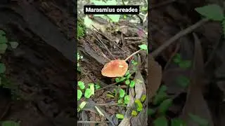 #Marasmius #oreades  #nature #botany #mushroom #biology