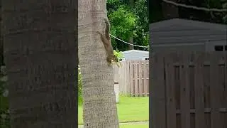 Why is this squirrel crying ?😢🐿️ Volume up !!  #wildlife #squirrel #shorts