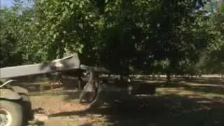 California Walnut Tree Shaker