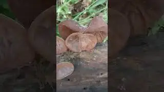 Wilderness with Rattlesnake J | Jelly Ear | Picture Mushroom App #picture #mushroom #app  #shorts