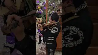 Mariachi Villa Real de Calimaya - Flor silvestre.