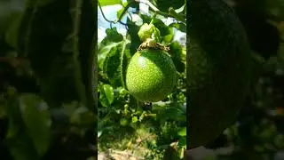 Passion Fruits | my gardening #Shorts