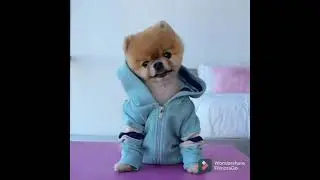jiffpom the Famous instagramer dog#doglover#jiffpom #instagramerdog #dogs