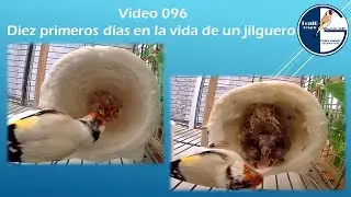 096 DIEZ PRIMEROS DÍAS EN LA VIDA DE UN JILGUERO
