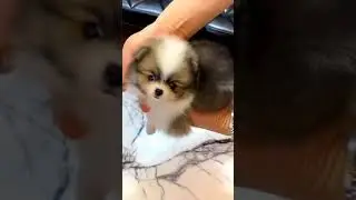Pomeranian Puppy For Adoption - 3 Months, Uffei from Kuala Lumpur