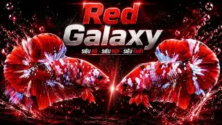 Video Koi Red Galaxy | Video Koi Red Galaxy Mới | Betta Sales