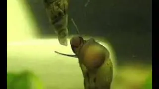 Melanoides tuberculata eating alge from tank glass
