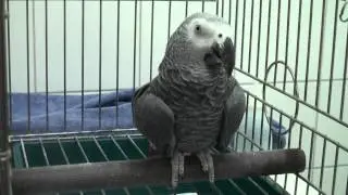 PDD or Bornavirus in an african grey